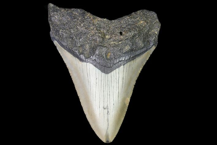 Bargain, Megalodon Tooth - North Carolina #76327